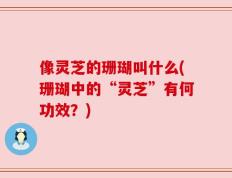 像灵芝的珊瑚叫什么(珊瑚中的“灵芝”有何功效？)