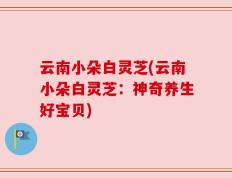 云南小朵白灵芝(云南小朵白灵芝：神奇养生好宝贝)