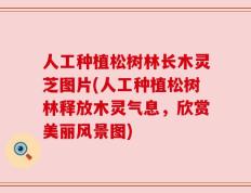 人工种植松树林长木灵芝图片(人工种植松树林释放木灵气息，欣赏美丽风景图)