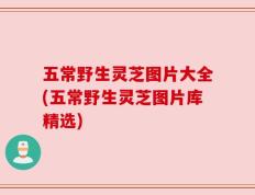 五常野生灵芝图片大全(五常野生灵芝图片库精选)