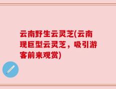 云南野生云灵芝(云南现巨型云灵芝，吸引游客前来观赏)