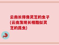 云南长得像灵芝的虫子(云南发现长相酷似灵芝的昆虫)