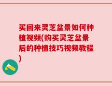 买回来灵芝盆景如何种植视频(购买灵芝盆景后的种植技巧视频教程)