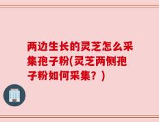 两边生长的灵芝怎么采集孢子粉(灵芝两侧孢子粉如何采集？)