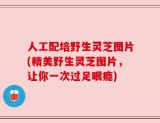 人工配培野生灵芝图片(精美野生灵芝图片，让你一次过足眼瘾)