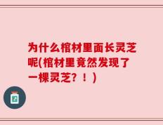 为什么棺材里面长灵芝呢(棺材里竟然发现了一棵灵芝？！)