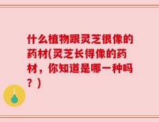 什么植物跟灵芝很像的药材(灵芝长得像的药材，你知道是哪一种吗？)