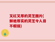 又红又厚的灵芝图片(鲜艳厚实的灵芝令人目不暇接)
