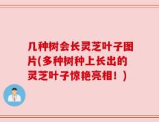 几种树会长灵芝叶子图片(多种树种上长出的灵芝叶子惊艳亮相！)
