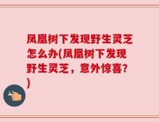 凤凰树下发现野生灵芝怎么办(凤凰树下发现野生灵芝，意外惊喜？)