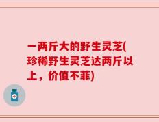一两斤大的野生灵芝(珍稀野生灵芝达两斤以上，价值不菲)
