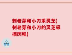 刺老芽和小刀采灵芝(刺老芽和小刀的灵芝采摘历程)
