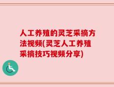 人工养殖的灵芝采摘方法视频(灵芝人工养殖采摘技巧视频分享)