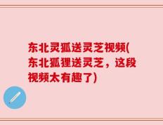 东北灵狐送灵芝视频(东北狐狸送灵芝，这段视频太有趣了)