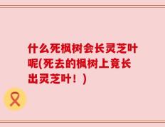 什么死枫树会长灵芝叶呢(死去的枫树上竟长出灵芝叶！)