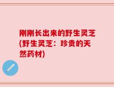 刚刚长出来的野生灵芝(野生灵芝：珍贵的天然药材)