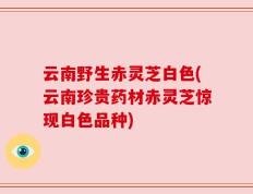 云南野生赤灵芝白色(云南珍贵药材赤灵芝惊现白色品种)