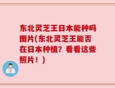 东北灵芝王日本能种吗图片(东北灵芝王能否在日本种植？看看这些照片！)