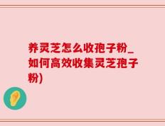 养灵芝怎么收孢子粉_如何高效收集灵芝孢子粉)
