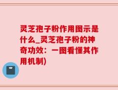 灵芝孢子粉作用图示是什么_灵芝孢子粉的神奇功效：一图看懂其作用机制)