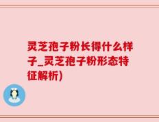 灵芝孢子粉长得什么样子_灵芝孢子粉形态特征解析)