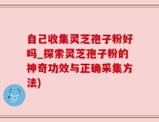 自己收集灵芝孢子粉好吗_探索灵芝孢子粉的神奇功效与正确采集方法)