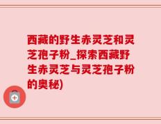 西藏的野生赤灵芝和灵芝孢子粉_探索西藏野生赤灵芝与灵芝孢子粉的奥秘)