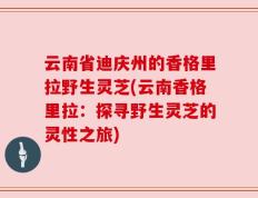 云南省迪庆州的香格里拉野生灵芝(云南香格里拉：探寻野生灵芝的灵性之旅)