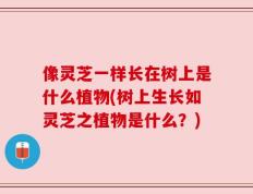像灵芝一样长在树上是什么植物(树上生长如灵芝之植物是什么？)
