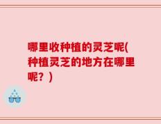 哪里收种植的灵芝呢(种植灵芝的地方在哪里呢？)