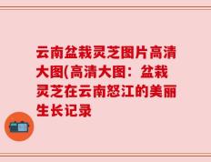 云南盆栽灵芝图片高清大图(高清大图：盆栽灵芝在云南怒江的美丽生长记录