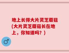 地上长得大片灵芝蘑菇(大片灵芝蘑菇长在地上，你知道吗？)