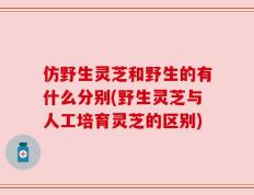 仿野生灵芝和野生的有什么分别(野生灵芝与人工培育灵芝的区别)