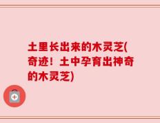 土里长出来的木灵芝(奇迹！土中孕育出神奇的木灵芝)