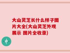 大山灵芝长什么样子图片大全(大山灵芝外观展示 图片全收录)