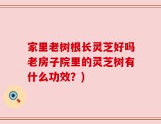 家里老树根长灵芝好吗老房子院里的灵芝树有什么功效？)