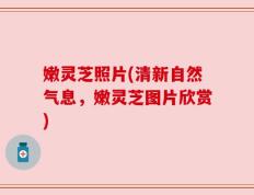 嫩灵芝照片(清新自然气息，嫩灵芝图片欣赏)