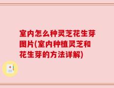 室内怎么种灵芝花生芽图片(室内种植灵芝和花生芽的方法详解)