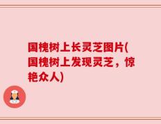 国槐树上长灵芝图片(国槐树上发现灵芝，惊艳众人)