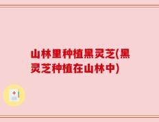 山林里种植黑灵芝(黑灵芝种植在山林中)