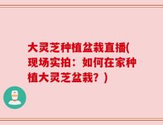 大灵芝种植盆栽直播(现场实拍：如何在家种植大灵芝盆栽？)