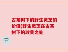 古茶树下的野生灵芝的价值(野生灵芝在古茶树下的珍贵之处