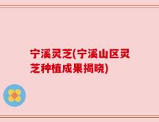 宁溪灵芝(宁溪山区灵芝种植成果揭晓)