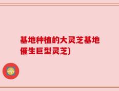 基地种植的大灵芝基地催生巨型灵芝)