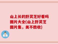 山上长的野灵芝好看吗图片大全(山上野灵芝图片集，美不胜收)