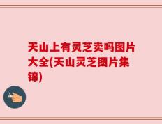 天山上有灵芝卖吗图片大全(天山灵芝图片集锦)