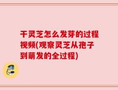 干灵芝怎么发芽的过程视频(观察灵芝从孢子到萌发的全过程)