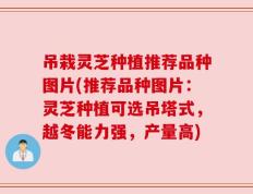 吊栽灵芝种植推荐品种图片(推荐品种图片：灵芝种植可选吊塔式，越冬能力强，产量高)