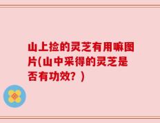 山上捡的灵芝有用嘛图片(山中采得的灵芝是否有功效？)