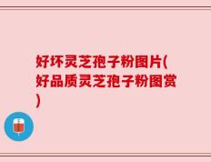 好坏灵芝孢子粉图片(好品质灵芝孢子粉图赏)